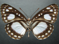 Adult Male Under of Black-eyed Plane - Pantoporia venilia moorei